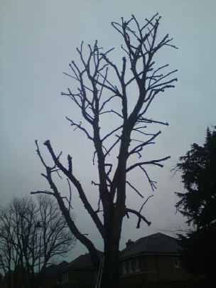 Townscape Tree surgery works